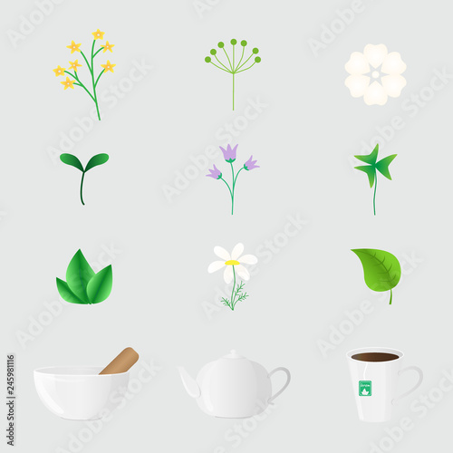 Vector set of isolated icons with different herbs and objects in realistic style. For kitchen (spices, condiments and herbs), alternative and chinese medicine, wellness, yoga, zen, ayurvedic concept.