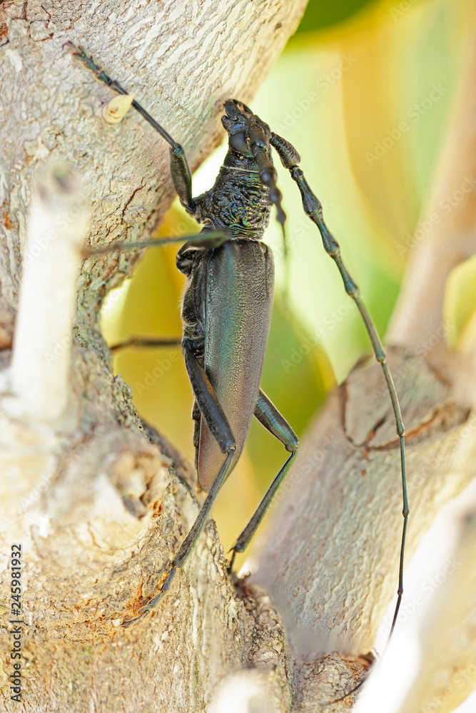Insecte Noir Carapace Maison Ventana Blog