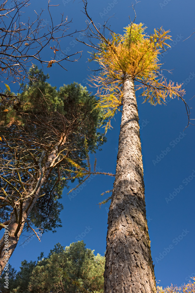 Fototapeta premium View from the bottom of the trunk of a fir tree silhouetted against the blue sky.