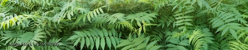 panorama of the tropics. green leaves