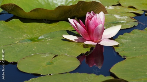 Water lily Nymphaea Attraction   water lilies  - Aquatic vegetation  water plants