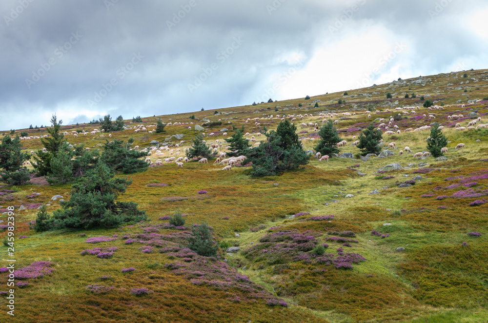 Fototapeta premium Brebis sur le Mont Lozère,Occitanie.
