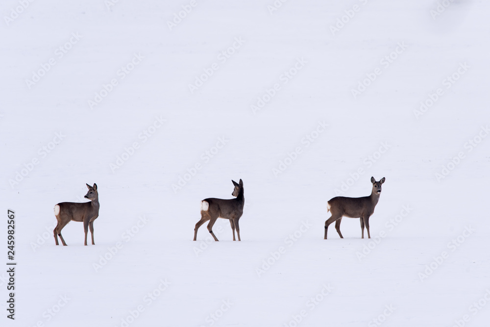 Trzy sarny na śniegu zima dzikie zwierzęta  - obrazy, fototapety, plakaty 