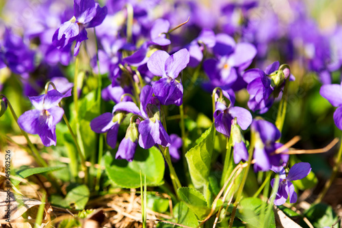 violets growing in a meadow