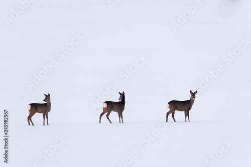 Fototapeta Naklejka Na Ścianę i Meble -  Trzy sarny na śniegu zima dzikie zwierzęta 