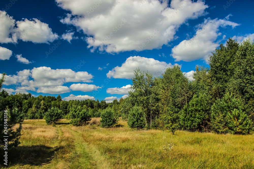 Summer landscape with forest