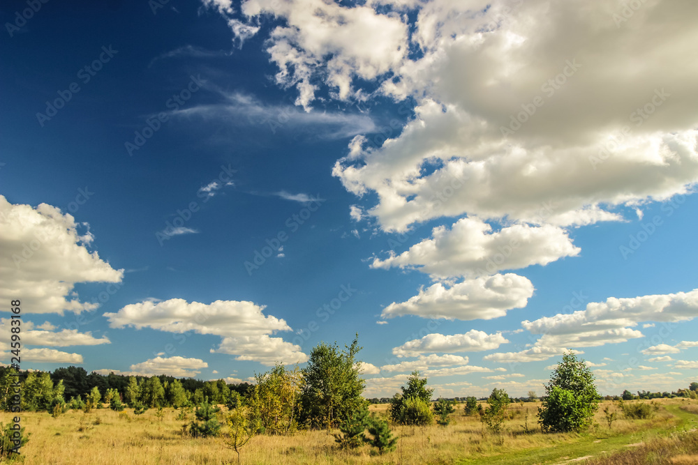 Obraz premium Summer landscape with forest