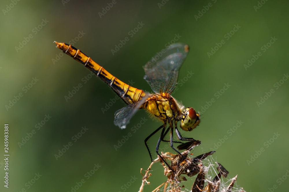 Blutrote Heidelibelle Blutrote Heidelibelle