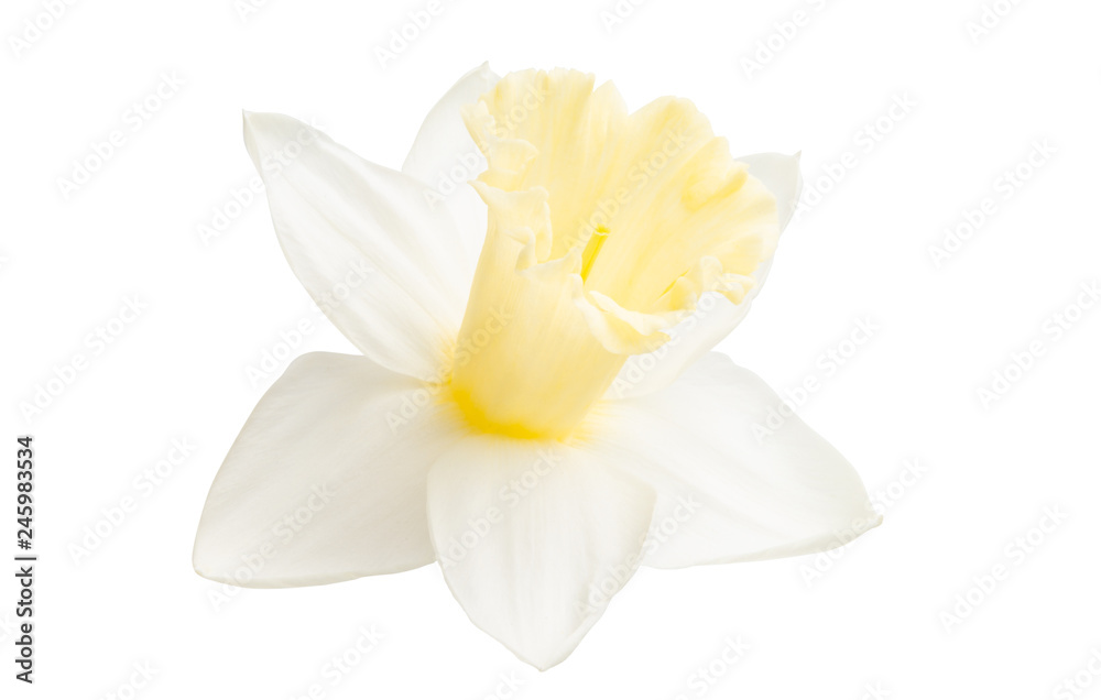 daffodil isolated - obrazy, fototapety, plakaty 