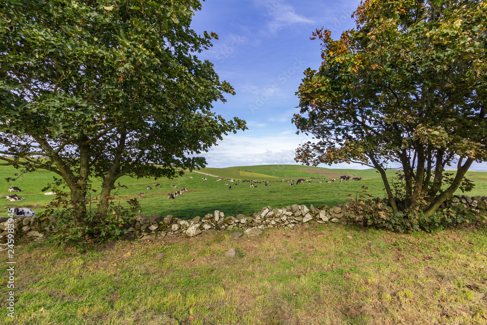 Fototapeta premium Cattle in a pasture behind a rock wall and tree