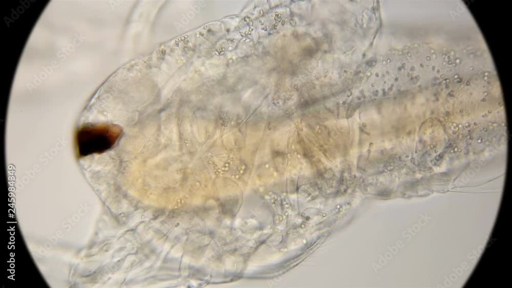 the structure of the body and limbs nauplios Artemia salina, the formation of the chest legs and oars the structure of the body and limbs nauplios Artemia salina, the formation of the chest legs and oars