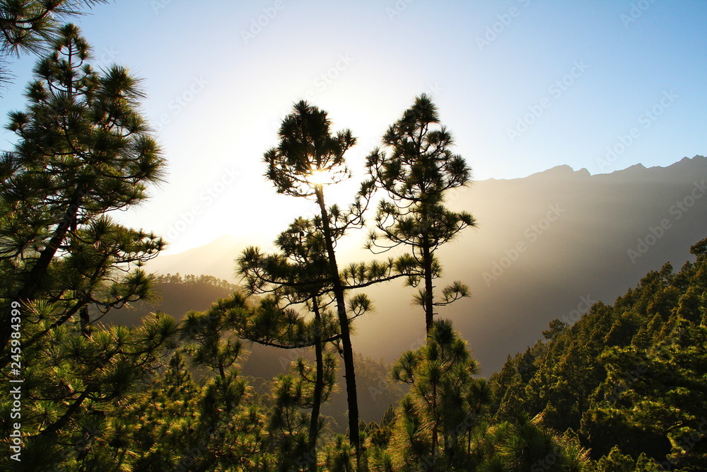 Talpanorama mit Sonne und Kiefernbäumen; Cumbrecita, La Palma, Kanaren