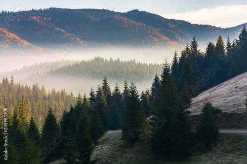 foggy sunrise in autumn mountains. beautiful nature scenery in morning light. spruce forest on the slope of a hill. wonderful mountain landscape of Romania