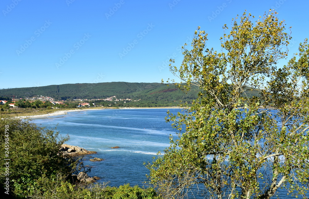 Bay with beach and forest. Trees and blue sea with foam. Clear sky, sunny day. Finisterre, Galicia, Spain.