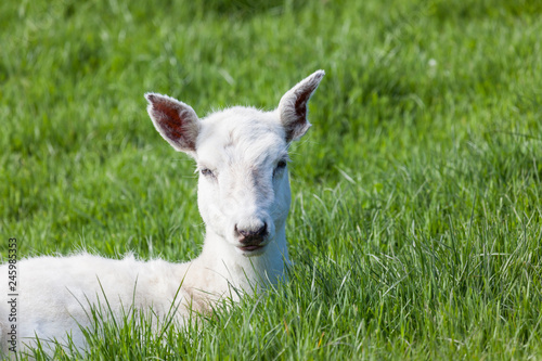 Baby Seneca Deer