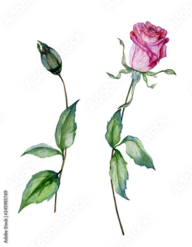 Pink rose flower on a twig. Beautiful floral set (flower and closed bud on stems with green leaves). Isolated on white background.