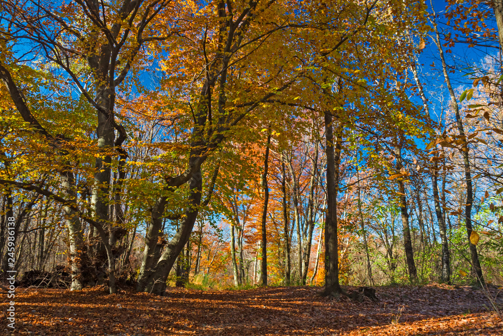 Panoramic view of the forest, with its bright colors, in an autumn afternoon.