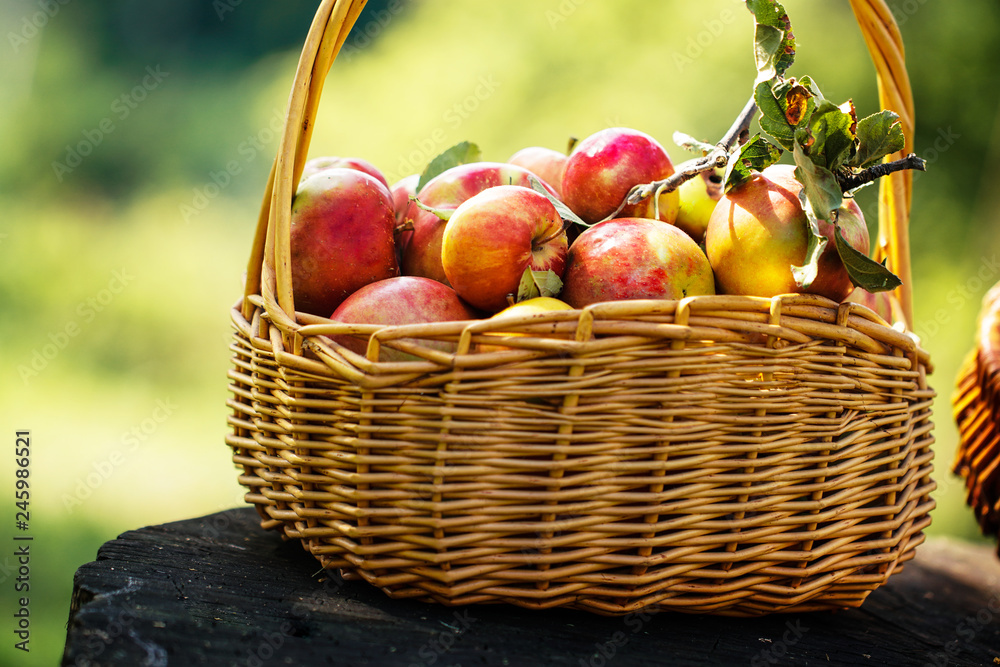 Freshly harvested Apples. Apples in grass Freshly harvested Apples. Apples in grass