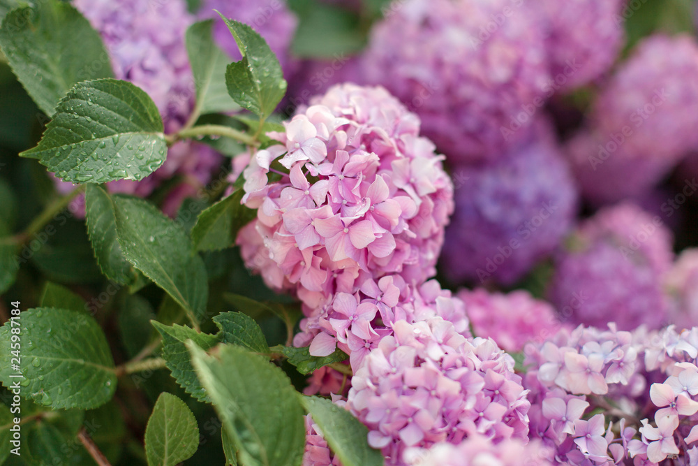 Pink and purple hydrangea flowers. Bushes are blooming in spring and summer in countryside garden. Pink and purple hydrangea flowers. Bushes are blooming in spring and summer in countryside garden.
