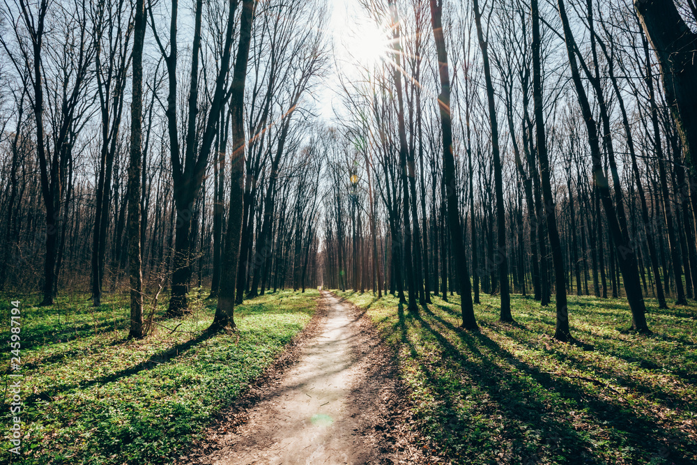 Fototapeta premium spring forest trees. nature green wood sunlight backgrounds.