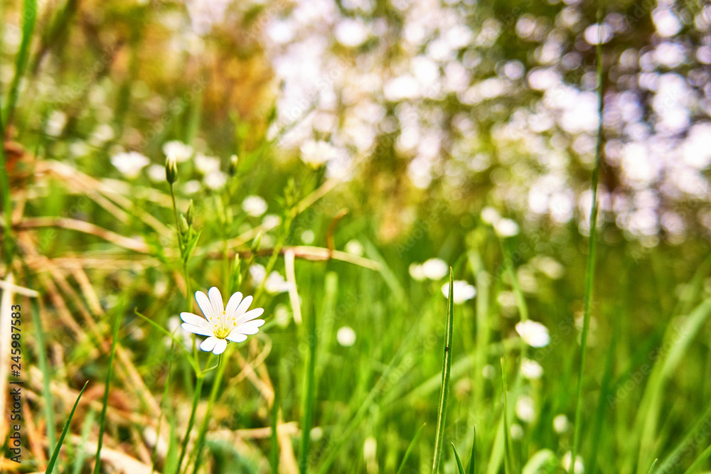 Small white flower with green background and blurred bokeh. Small white flower with green background and blurred bokeh.