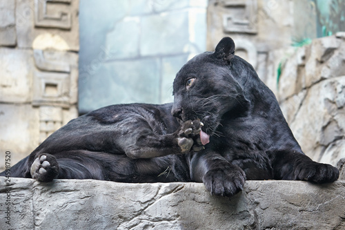 Black Panther Panthera pardus lying on the stone in zoo