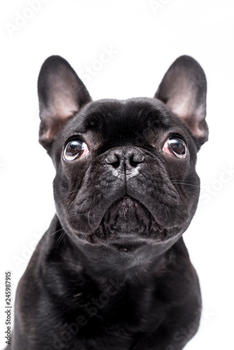 French bulldog photo shoot isolated on white backgroun © Life in Pixels