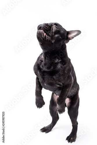 Fototapeta Naklejka Na Ścianę i Meble -  French bulldog photo shoot isolated on white backgroun