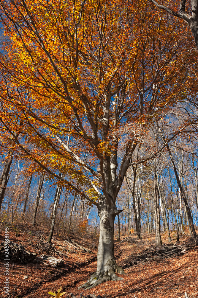 Panoramic view of the forest, with its bright colors, in an autumn afternoon. Panoramic view of the forest, with its bright colors, in an autumn afternoon.