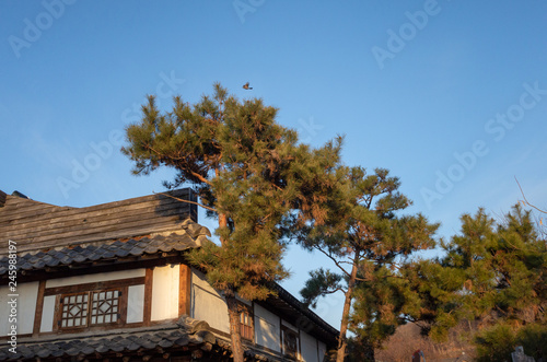 Old traditional house and tree on sunset © Sean