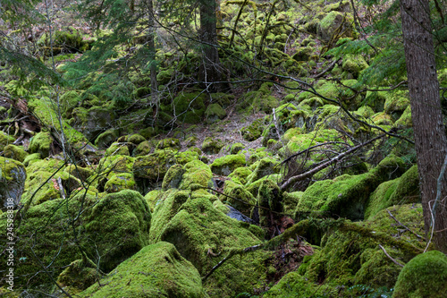 Moss Covered Rocks