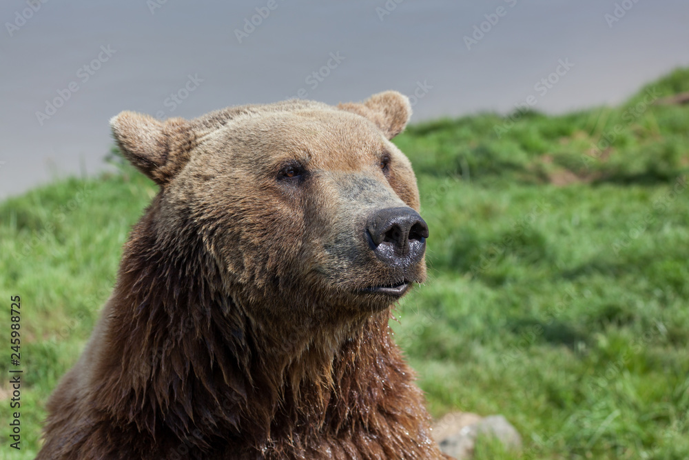 Obraz premium Brown Bear Pout