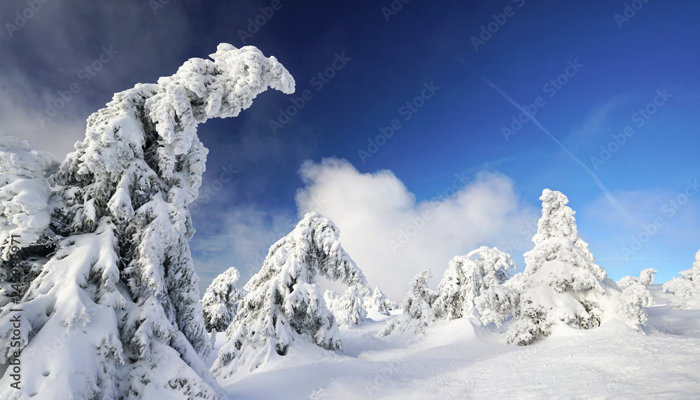 schneebedeckte Tannen im Winterwald