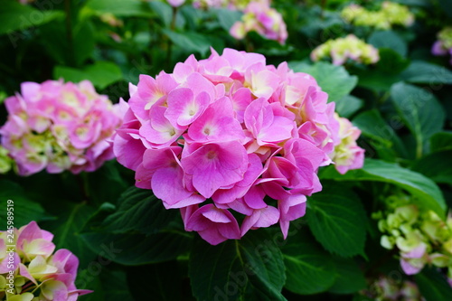 Hydrangea macrophylla - Hortensia flower - Beautiful bush of hydrangea flowers in a garden