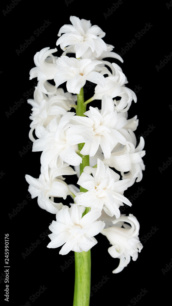 Bright white hyacinth