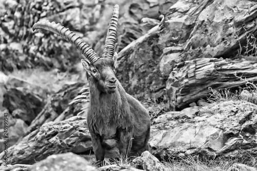 Ritratto in bianco e nero di Stambecco maschio adulto (Capra Ibex) photo