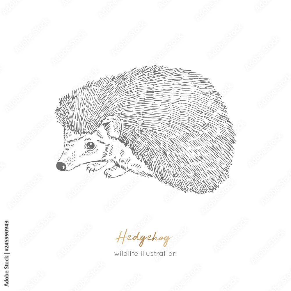 Vector illustration of Hedgehog forest animal Hand drawn ink realistic animal sketching isolated on white. Perfect for logo branding colourig book design. Stock Vector | Adobe Stock Vector illustration of Hedgehog forest animal Hand drawn ink realistic animal sketching isolated on white. Perfect for logo branding colourig book design. Stock Vector | Adobe Stock