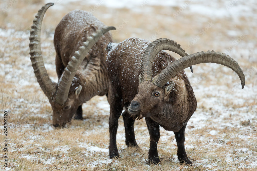 Coppia di stambecchi sulle Alpi (Capra ibex)