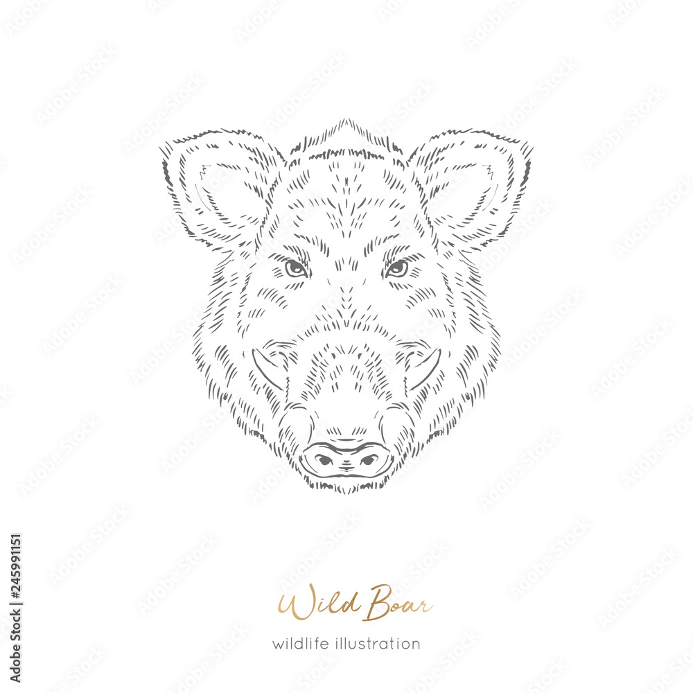 Vector portrait illustration of wild boar forest animal Hand drawn ink ...