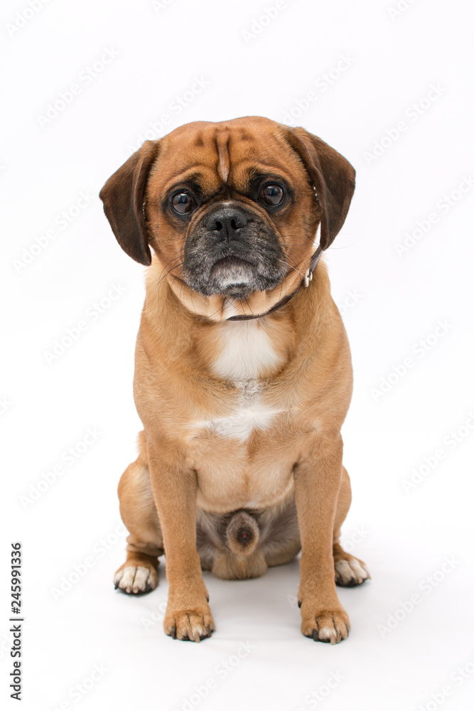 A beautiful pug puppy photo shoot isolated on white background A beautiful pug puppy photo shoot isolated on white background