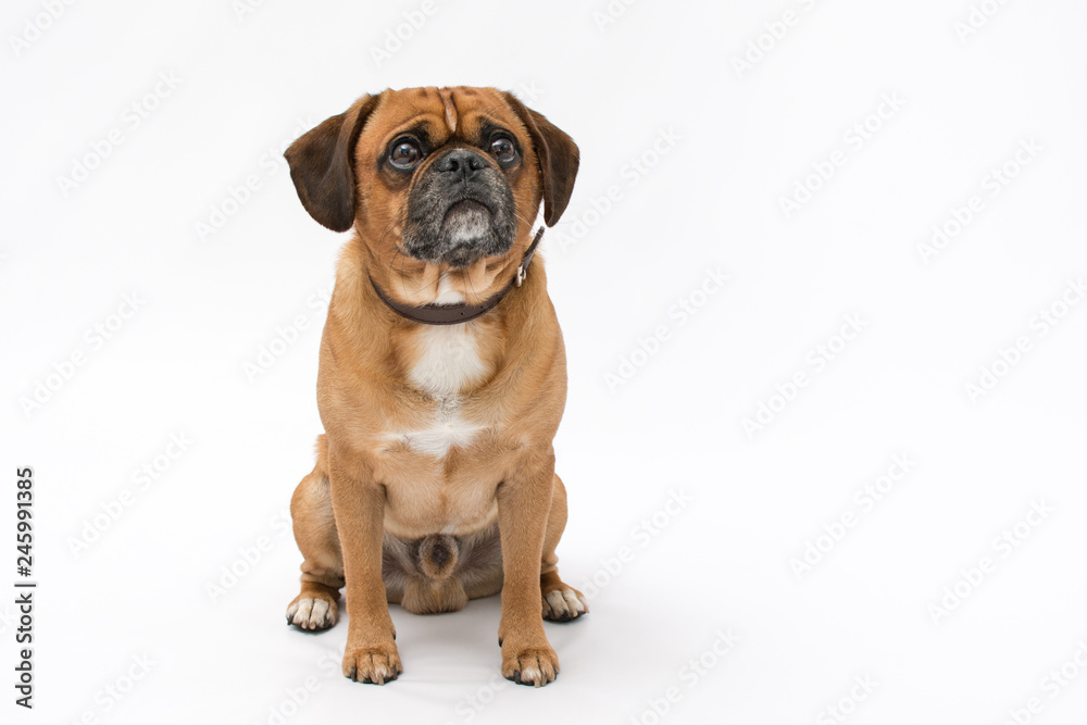 A beautiful pug puppy photo shoot isolated on white background