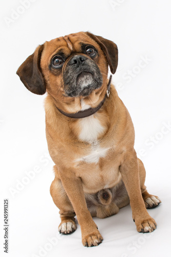 A beautiful pug puppy photo shoot isolated on white background © Life in Pixels