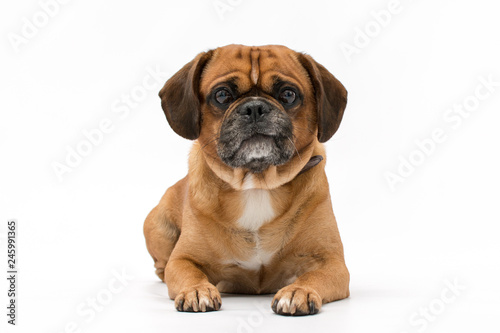 A beautiful pug puppy photo shoot isolated on white background © Life in Pixels