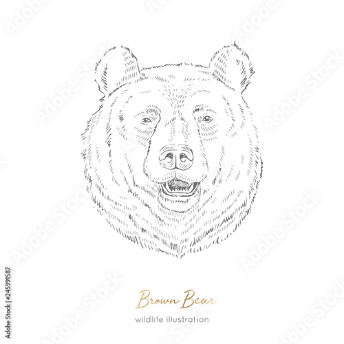 Vector portrait illustration of browm bear forest animal Hand drawn ink realistic animal sketching isolated on white. Perfect for logo branding colourig book design.