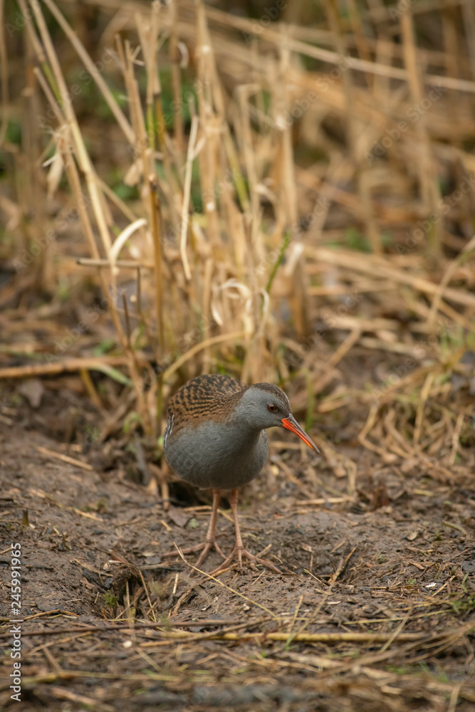 Fototapeta premium Water rail