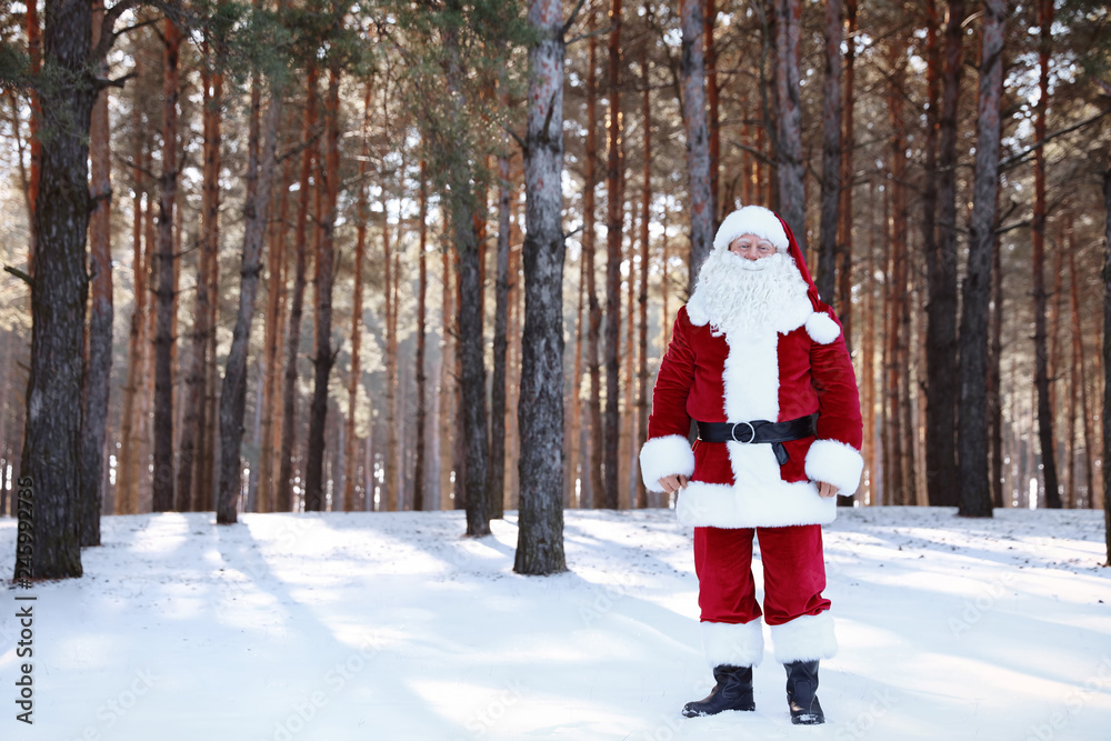 Happy Authentic Santa Claus in forest. Christmas holidays