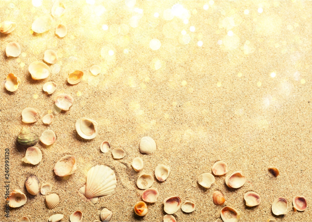 Shells in the sand on the beach background Shells in the sand on the beach background