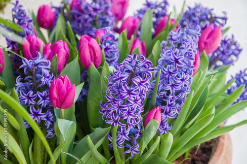 Blooming tulips and hyacinth in flower pots outdoor. Spring gardening. Purple  pink and lilac flowers.