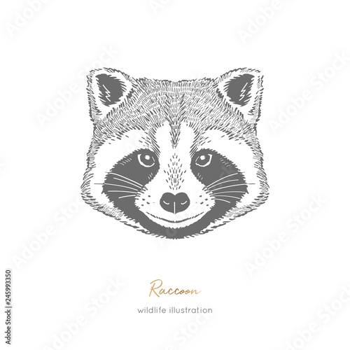 Symmetrical Vector portrait illustration of raccoon forest animal. Hand drawn ink realistic animal sketching isolated on white. Perfect for logo branding design.