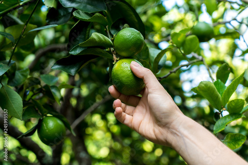 Woman hand picking lemon on lemon tree.